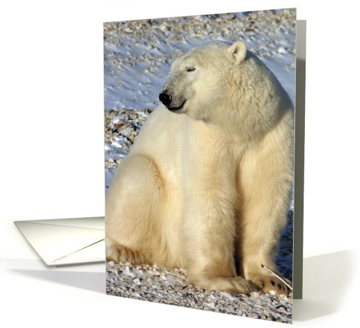 Polar Bear Sun smile card (431919)