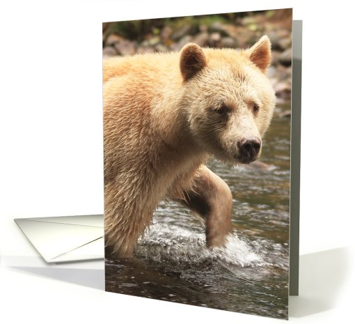Spirit Bear water stroll card (434377)