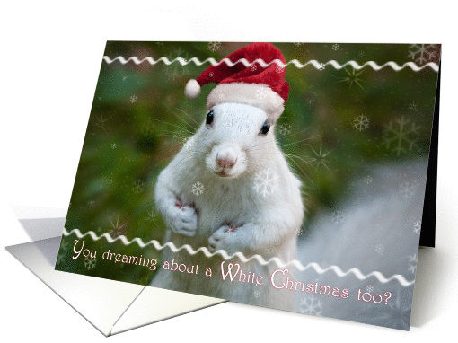 Merry Christmas, White Squirrel in Santa Hat card (883536)