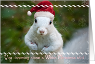 Merry Christmas, White Squirrel in Santa Hat card