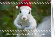 Merry Christmas White Squirrel with Santa Hat & Personalized Message card