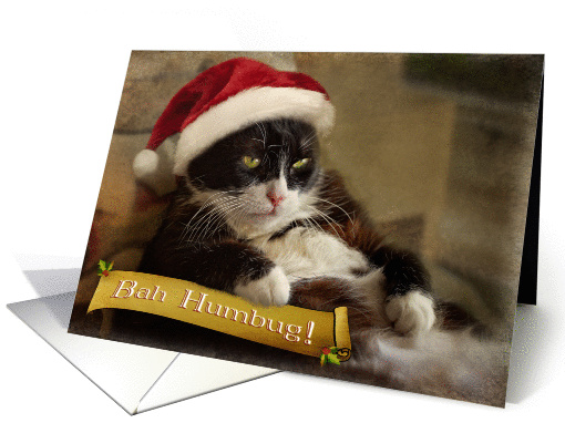 Fat cat says Bah Humbug and Merry Christmas card (973723)