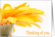 Thinking of you... Orange Daisy card