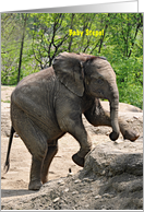 Baby African Elephant card
