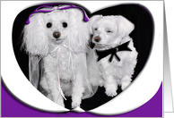 Wedding Congratulations, Dogs dressed for a wedding card