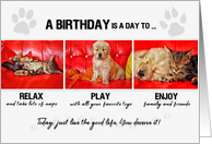 Pet Sitter Birthday Kitten and Puppy in Red and White card