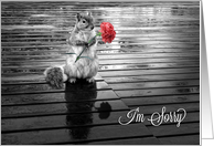 I’m Sorry Squirrel with Carnation Black and White card