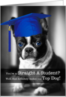 Straight A Student Congratulations Boston Terrier Dog card