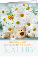 for Young Granddaughter Thinking of You Bear Hug and Daisies card