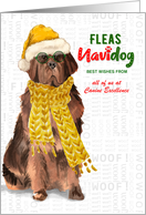 Business Newfoundland Fleas Navidog Christmas Dog Custom card