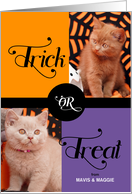 from the Pet Trick or Treat Cute Halloween Two Photos card