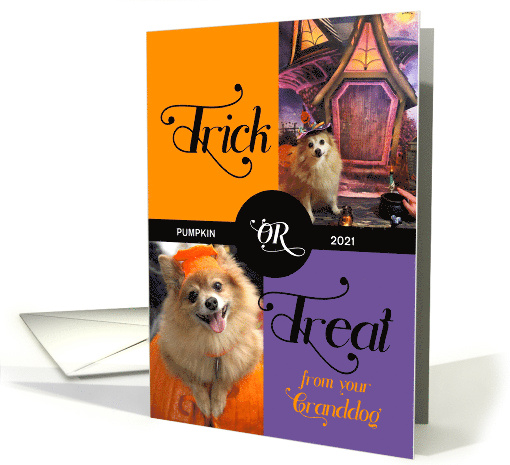 from the Granddog Trick or Treat Cute Halloween Two Photos card