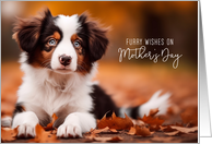 From the Dog on Mother’s Day Australian Shepherd Puppy card