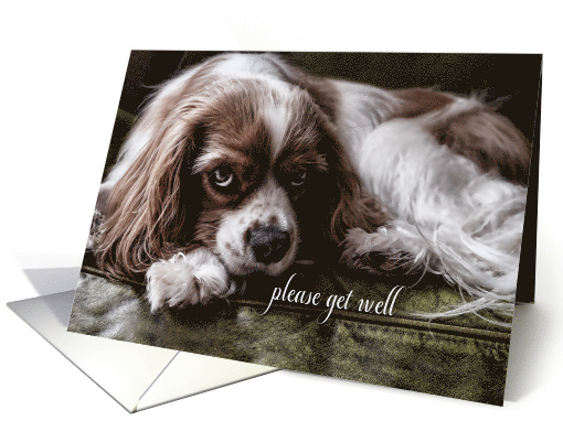 Get Well Soon Cocker Spaniel Dog on a Sofa card (432144)