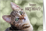 Happy Birthday Cute Tabby Kitten card