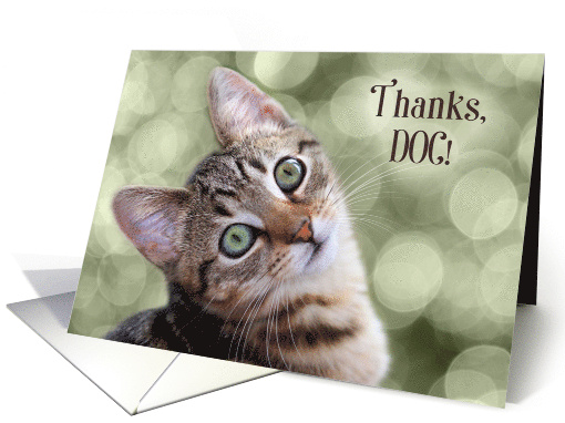 Veterinarian Thank You from the Cat Tabby Kitten card (449777)