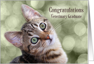 Congratulations Veterinary Graduate Tabby Kitten card