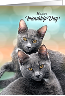 Happy Friendship Day for Cat Lovers Two Gray Cats card