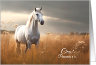 Ciao Italian Thinking of You Horse in Summer Grasses Blank card