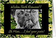pug teeth extraction get well soon cards for wisdom teeth removal from greeting card universe pug teeth extraction get well soon cards for wisdom teeth removal from greeting card universe