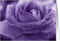 Lavender Purple Rose Photograph Floral Blank Any Occasion card