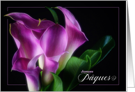 French Easter Pques Purple Calla Lilies on Black card