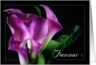 Spanish Easter Felices Pascuas Purple Calla Lilies Blank card