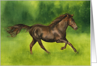 Missouri Fox Trotter Horse, Blank card