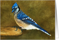 Blue Jay Perched on a Bird Feeder Blank card