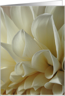 White dahlia card