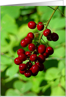 Red berries card