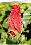 Possibilities-Tropical Hibiscus Bud card