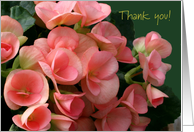 Thank You, LIfe Partner, Beautiful Peach Begonias card