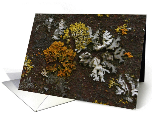 I Lichen You, I Moss See You Again!, Lichens, Humor card (654041)