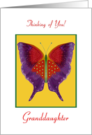 Granddaughter, Thinking of You, Butterfly Collection card