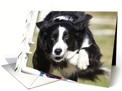 Border Collie doing agility card (1022589)