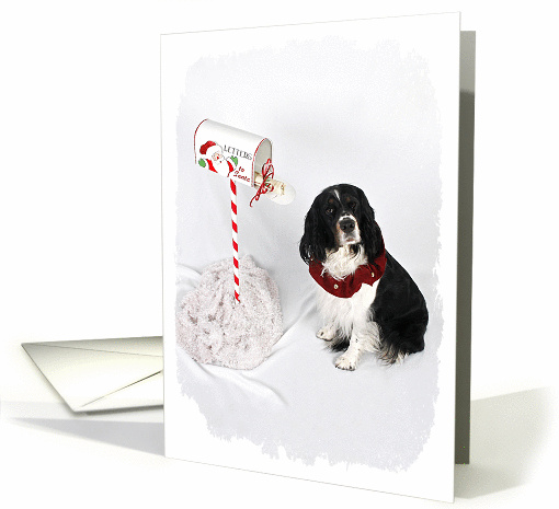 Springer Spaniel Christmas card (1200696)