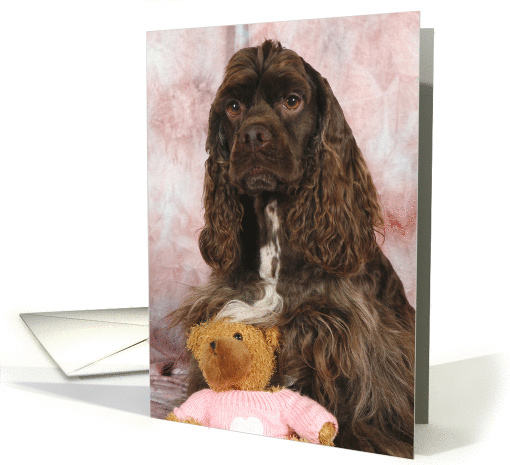 Spencer the American Cocker Spaniel with his Teddy Bear card (424427)