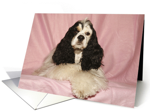Indie the American Cocker Spaniel Pretty in Pink card (424444)