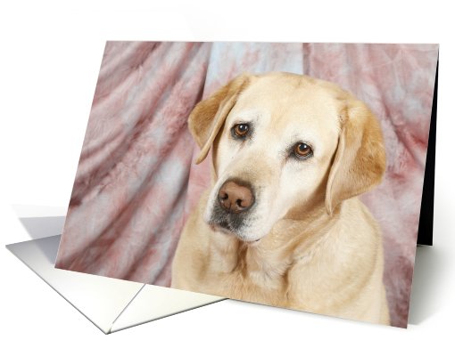 Hetty the Yellow Labrador Retriever card (426294)