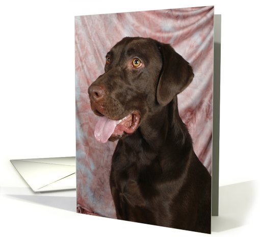 Bear the Chocolate Labrador Retriever card (426299)