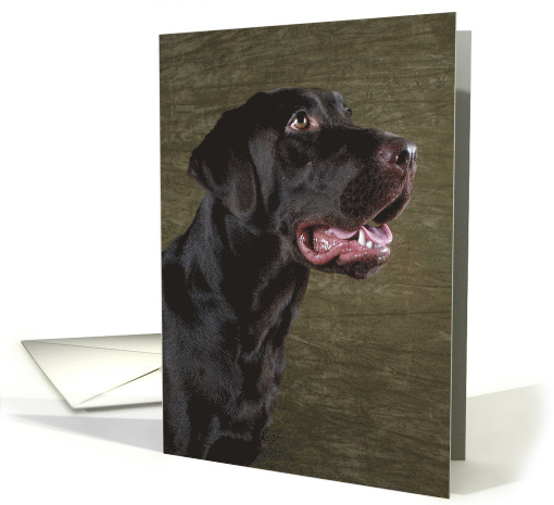 Bear the Chocolate Labrador Retriever card (426300)