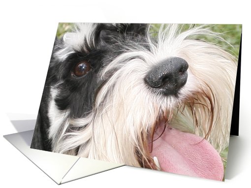 Oliver the Miniature Schnauzer card (428756)