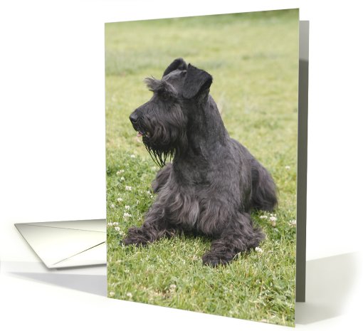 Night the Miniature Schnauzer card (428761)