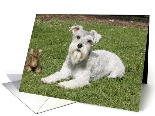 Bella the Miniature Schnauzer card (428762)