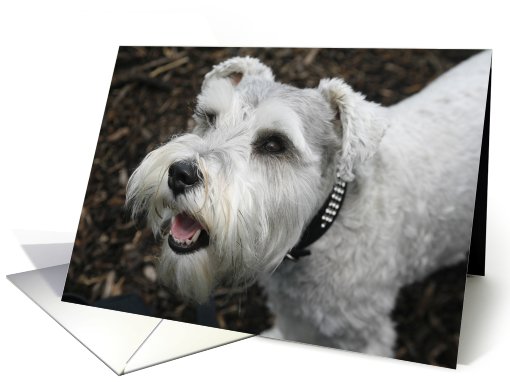 Bella the Miniature Schnauzer card (428763)