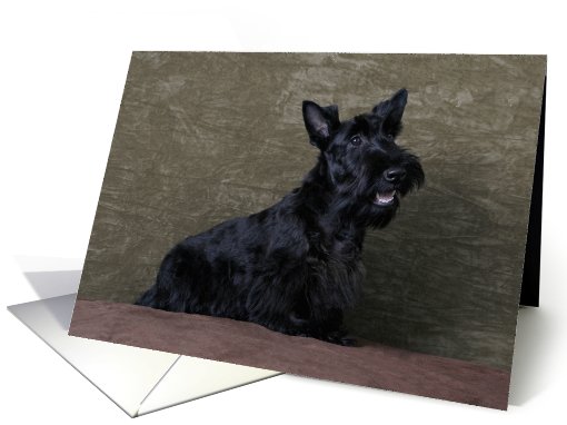 Nina the Scottish Terrier Puppy card (443803)