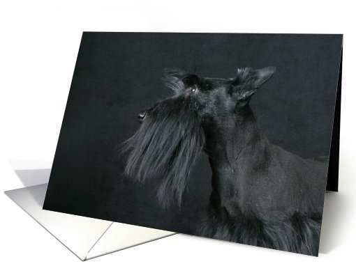 Jacquie the Scottish Terrier Puppy card (443810)