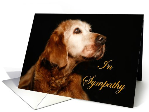 Sympathy Pet Loss - Golden Retriever card (499621)