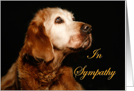 Sympathy Pet Loss - Golden Retriever card